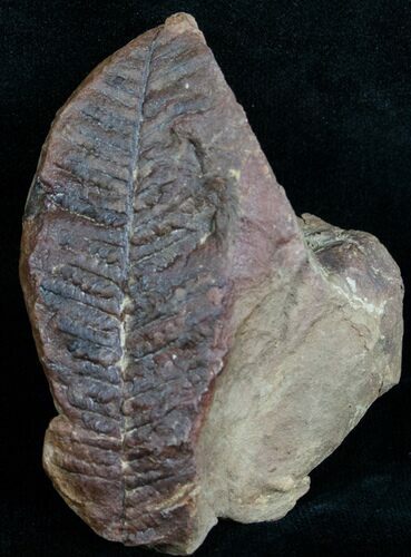 Million Year Old Fern Fossil - Mazon Creek #4892